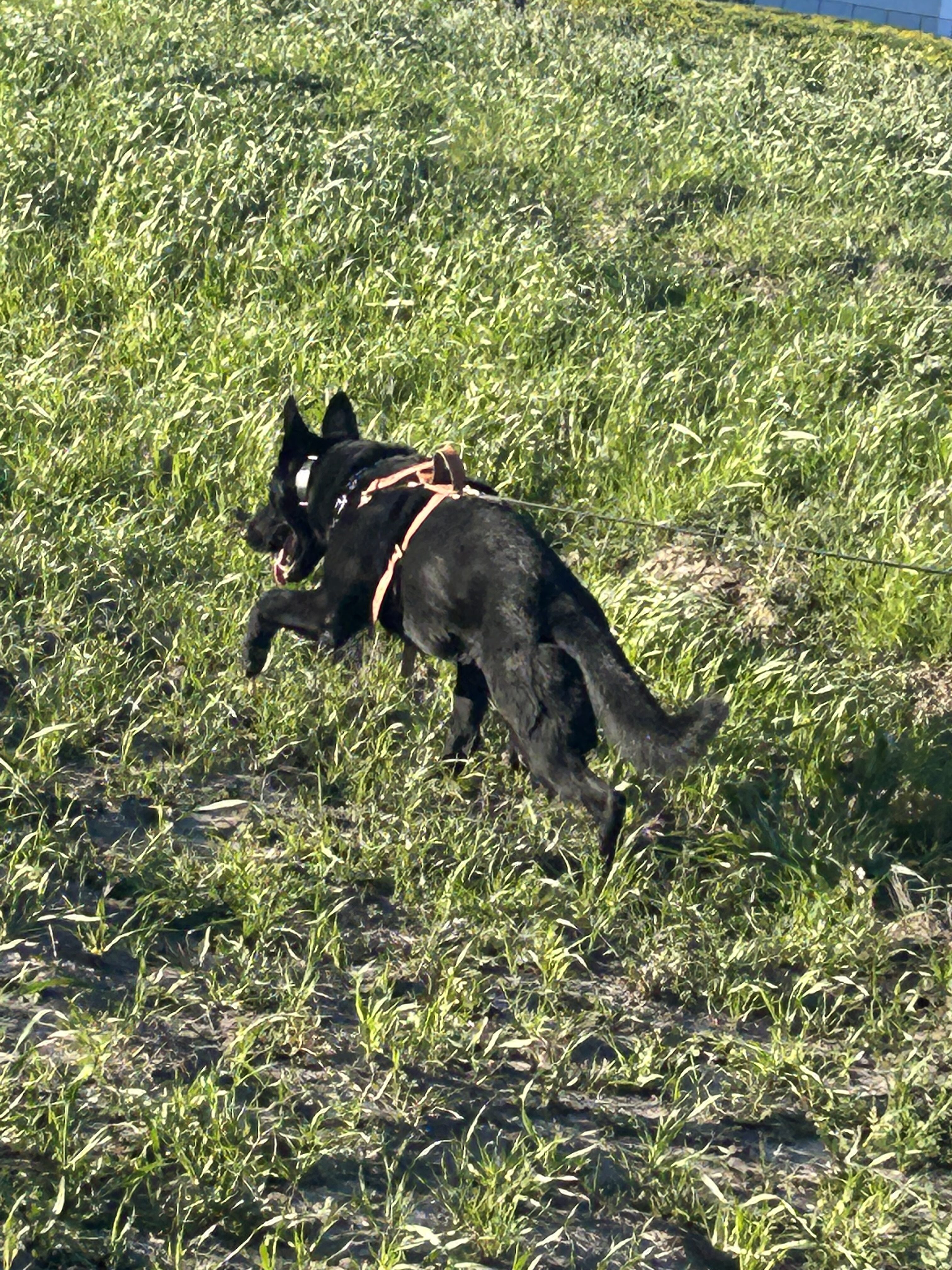 Dog Trailing Training Outside